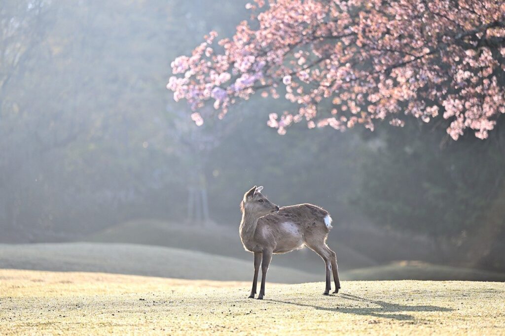 deer, cherry blossoms, fog-7124972.jpg